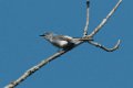 Blue-gray Gnatcatcher 2015-04-25_2
